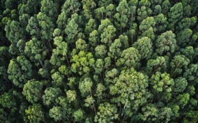 Forestry Commission